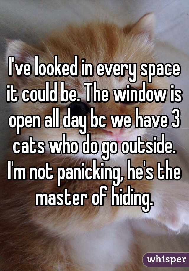 I've looked in every space it could be. The window is open all day bc we have 3 cats who do go outside. I'm not panicking, he's the master of hiding. 