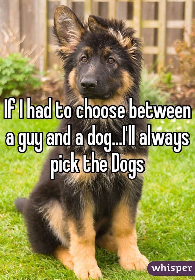 If I had to choose between a guy and a dog...I'll always pick the Dogs