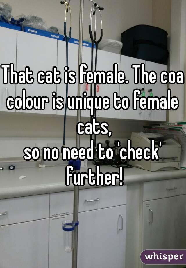 That cat is female. The coat
colour is unique to female cats,
so no need to 'check' further!