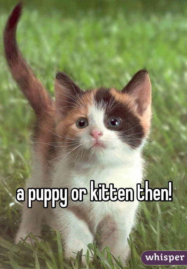 a puppy or kitten then!