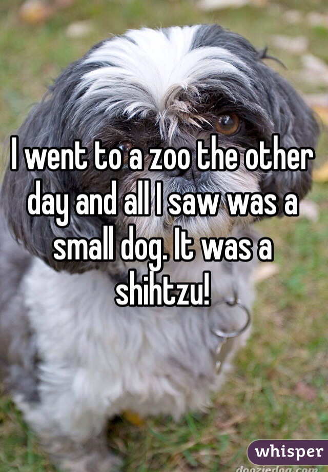 I went to a zoo the other day and all I saw was a small dog. It was a shihtzu! 