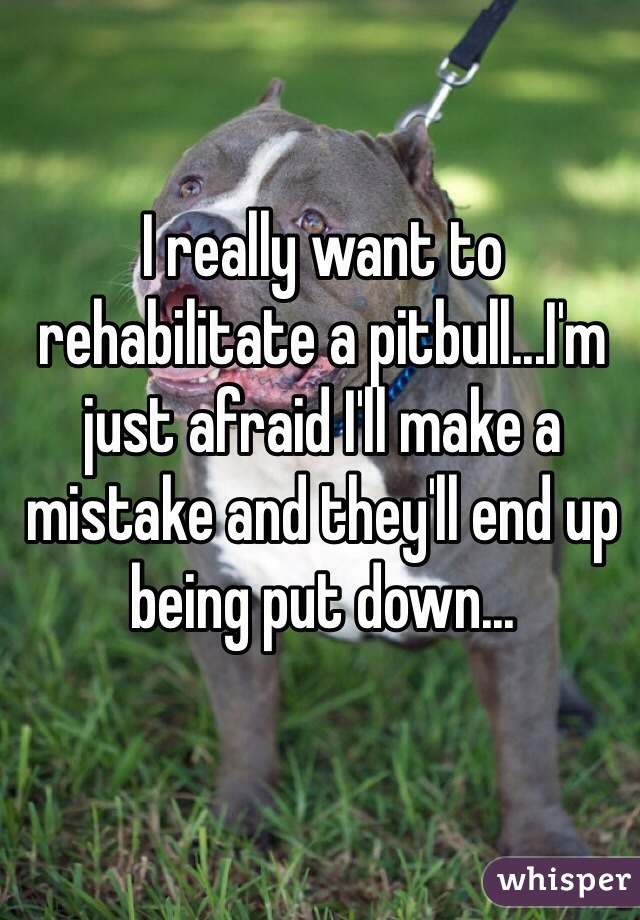 I really want to rehabilitate a pitbull...I'm just afraid I'll make a mistake and they'll end up being put down...