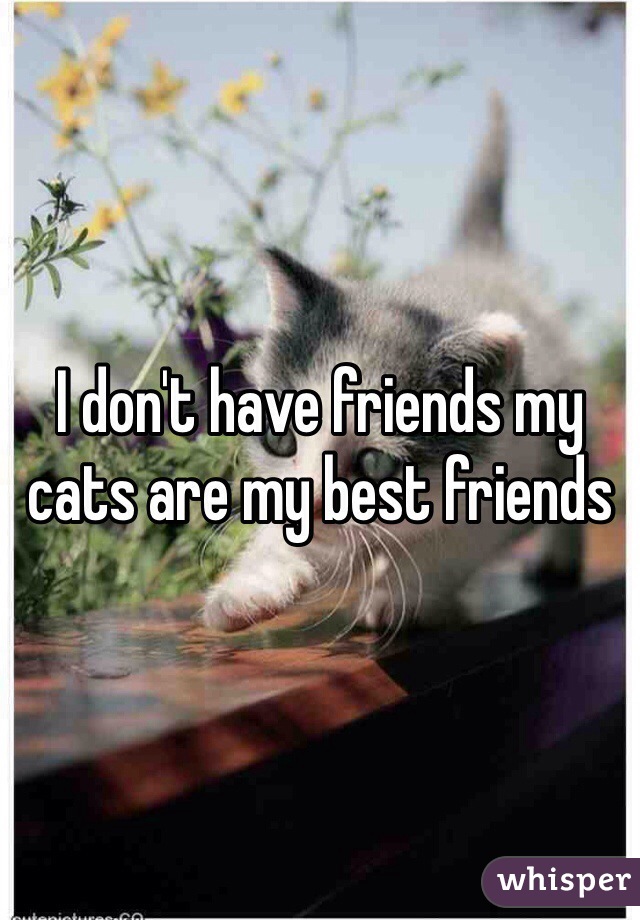 I don't have friends my cats are my best friends 