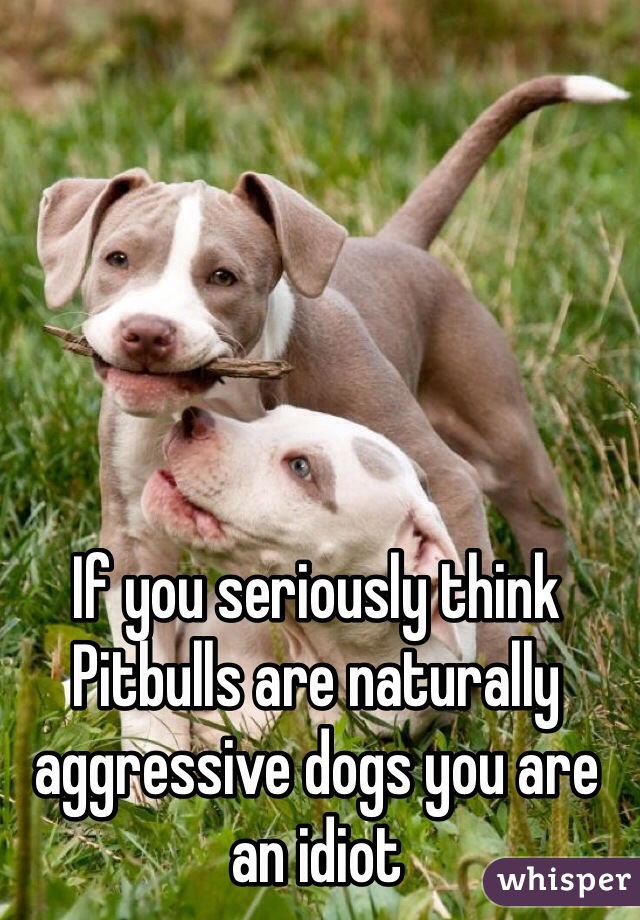 If you seriously think Pitbulls are naturally aggressive dogs you are an idiot 