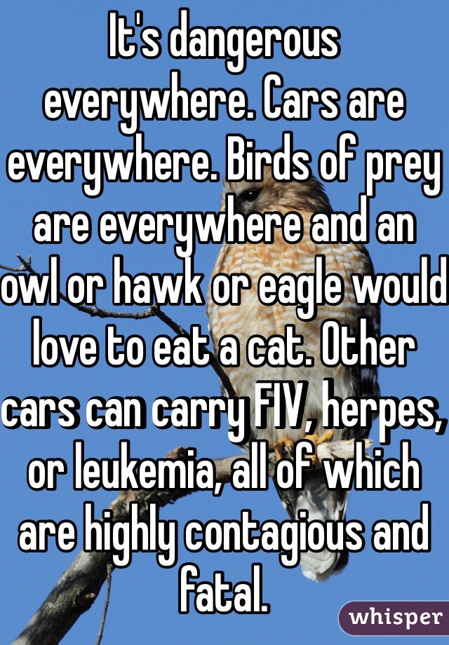 It's dangerous everywhere. Cars are everywhere. Birds of prey are everywhere and an owl or hawk or eagle would love to eat a cat. Other cars can carry FIV, herpes, or leukemia, all of which are highly contagious and fatal. 