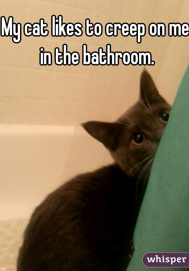 My cat likes to creep on me in the bathroom.