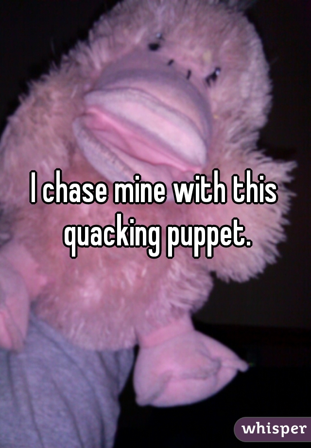 I chase mine with this quacking puppet.