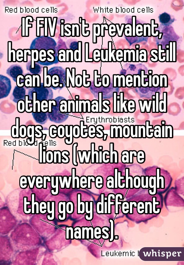 If FIV isn't prevalent, herpes and Leukemia still can be. Not to mention other animals like wild dogs, coyotes, mountain lions (which are everywhere although they go by different names).  