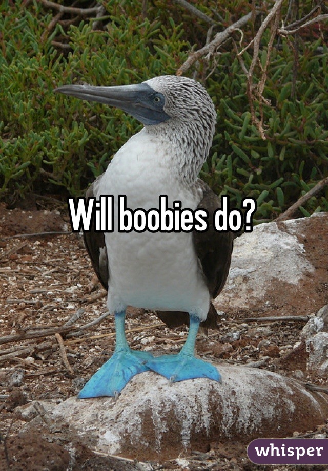 Will boobies do?