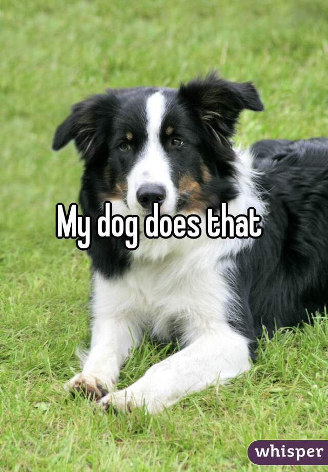 My dog does that 