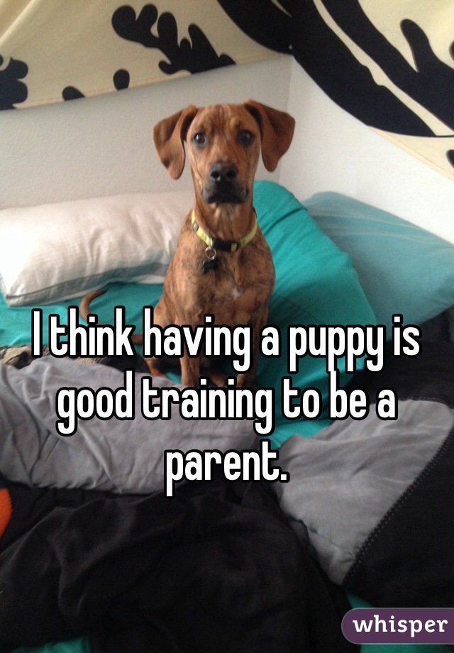 I think having a puppy is good training to be a parent. 