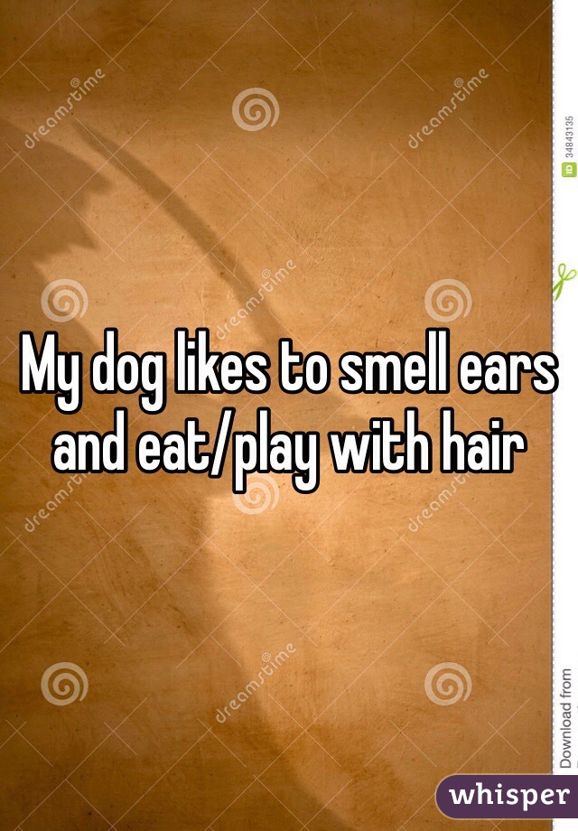 My dog likes to smell ears and eat/play with hair