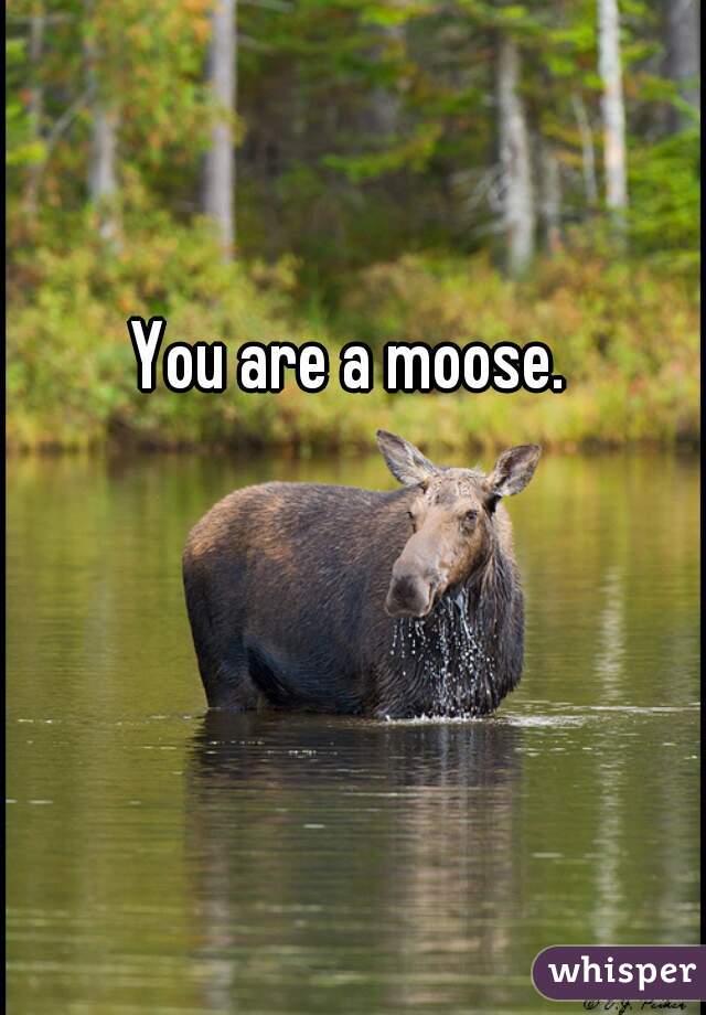 You are a moose.