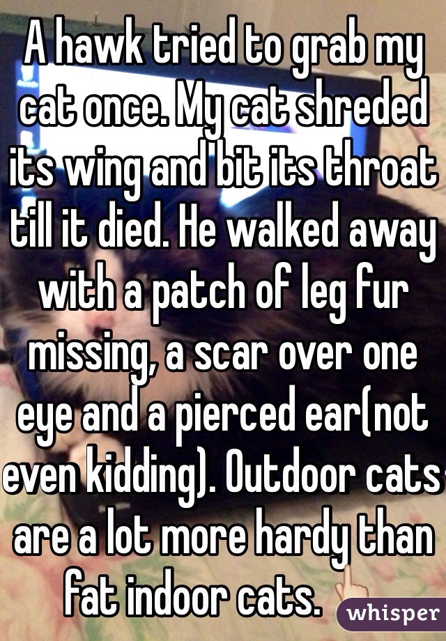 A hawk tried to grab my cat once. My cat shreded its wing and bit its throat till it died. He walked away with a patch of leg fur missing, a scar over one eye and a pierced ear(not even kidding). Outdoor cats are a lot more hardy than fat indoor cats.👆