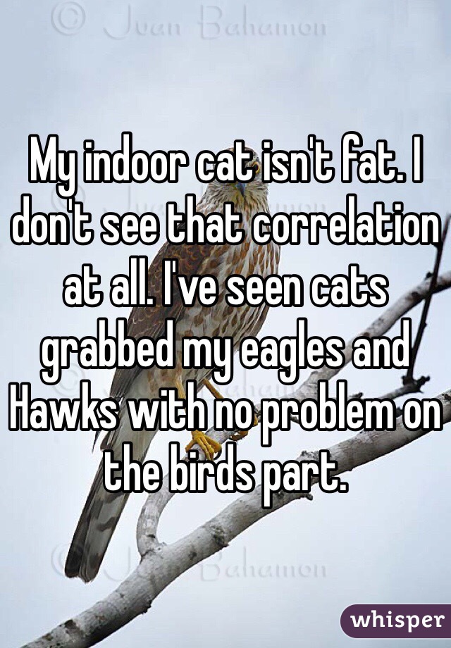 My indoor cat isn't fat. I don't see that correlation at all. I've seen cats grabbed my eagles and Hawks with no problem on the birds part. 