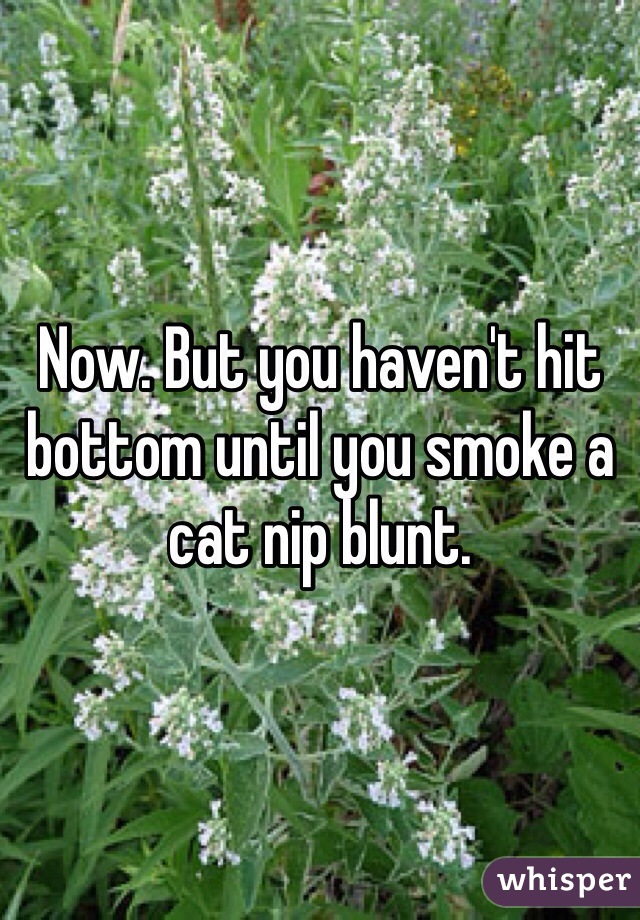 Now. But you haven't hit bottom until you smoke a cat nip blunt. 