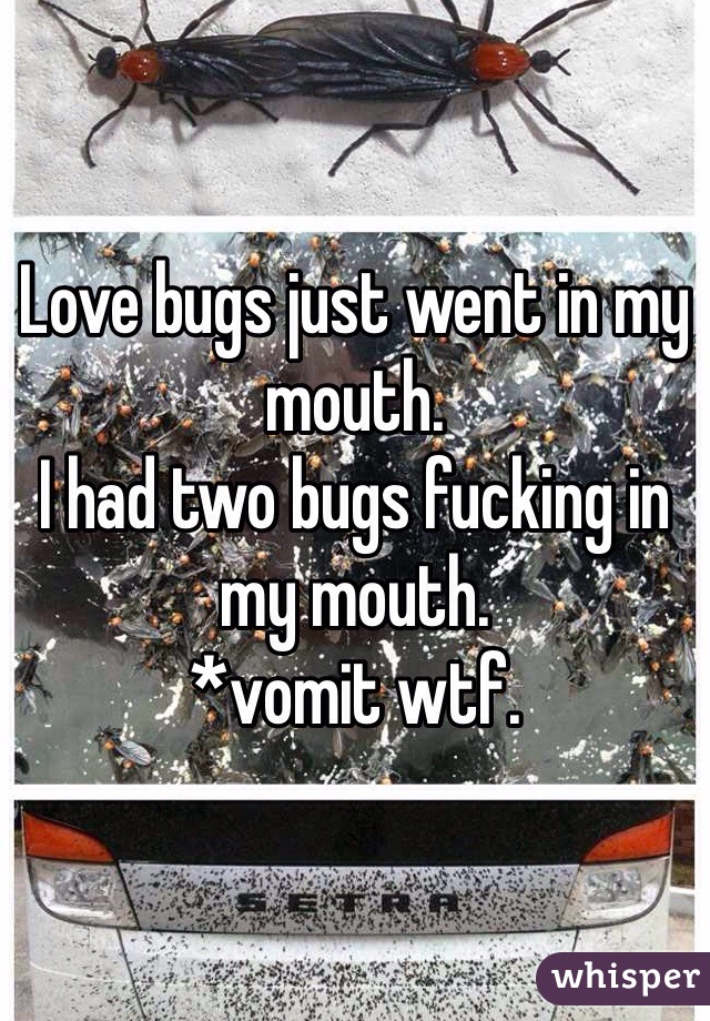 Love bugs just went in my mouth. 
I had two bugs fucking in my mouth. 
*vomit wtf.