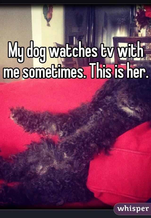 My dog watches tv with me sometimes. This is her.