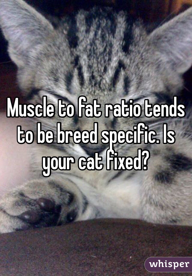 Muscle to fat ratio tends to be breed specific. Is your cat fixed? 