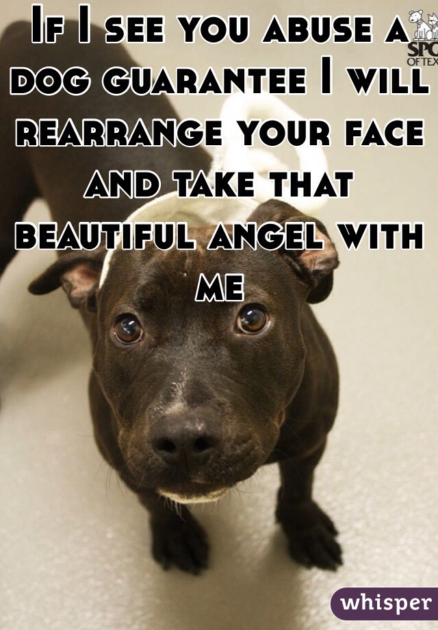 If I see you abuse a dog guarantee I will rearrange your face and take that beautiful angel with me 
