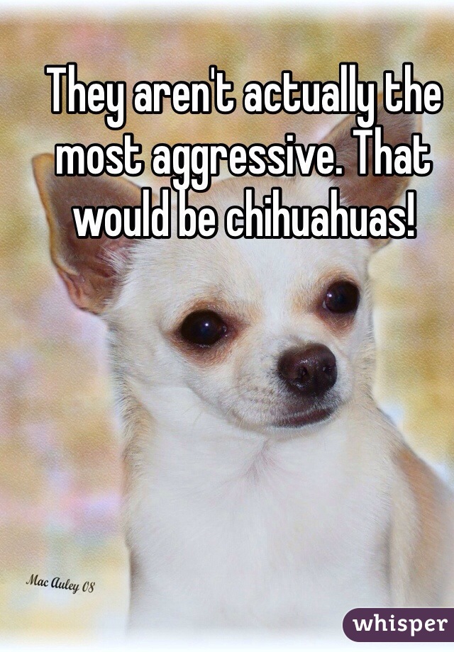 They aren't actually the most aggressive. That would be chihuahuas! 