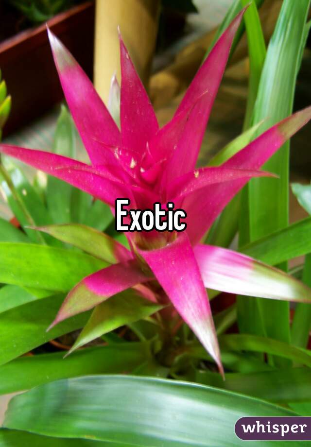 Exotic 