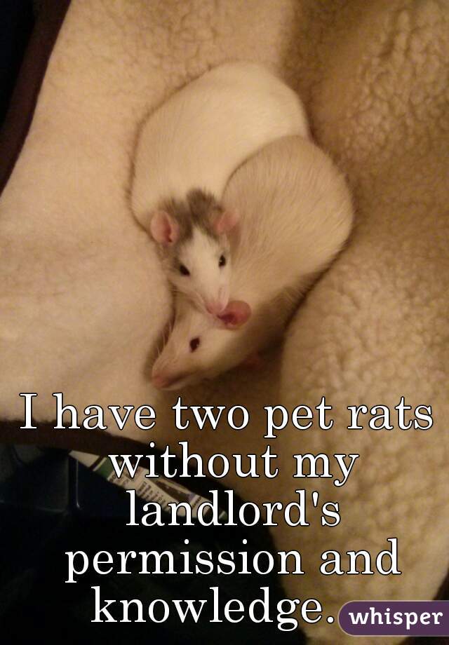 I have two pet rats without my landlord's permission and knowledge.   