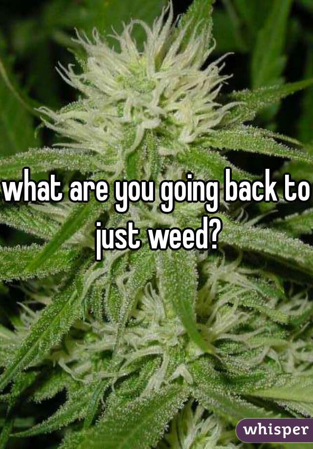 what are you going back to just weed?