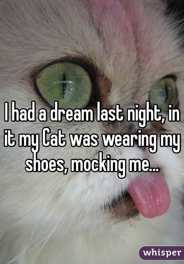 I had a dream last night, in it my Cat was wearing my shoes, mocking me...