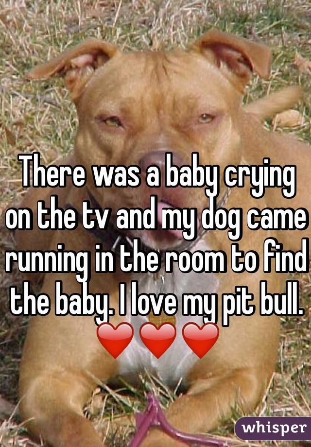 There was a baby crying on the tv and my dog came running in the room to find the baby. I love my pit bull. ❤️❤️❤️