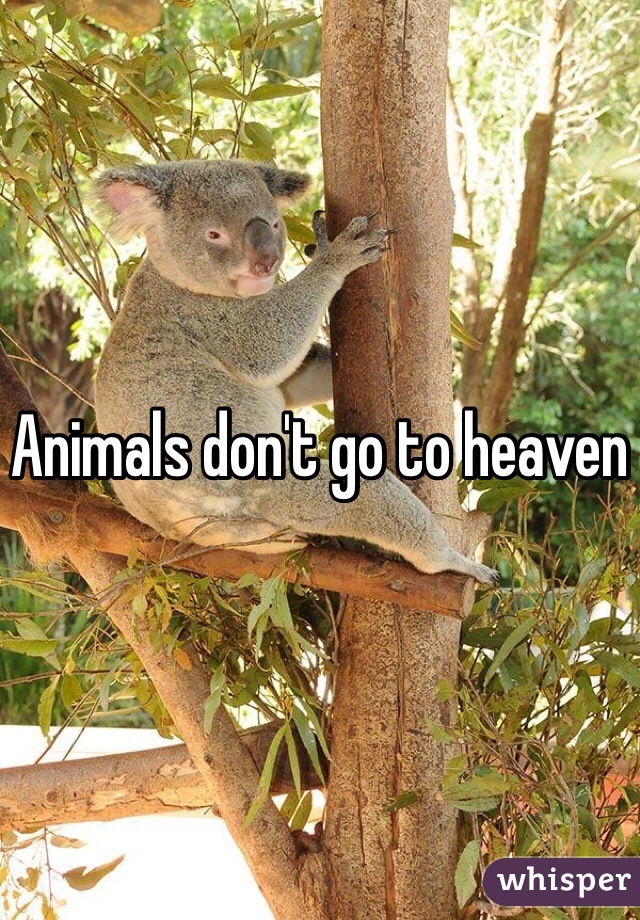 Animals don't go to heaven 