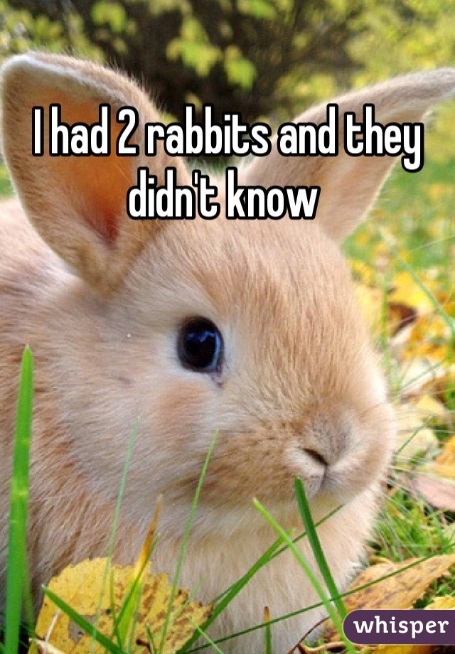 I had 2 rabbits and they didn't know 