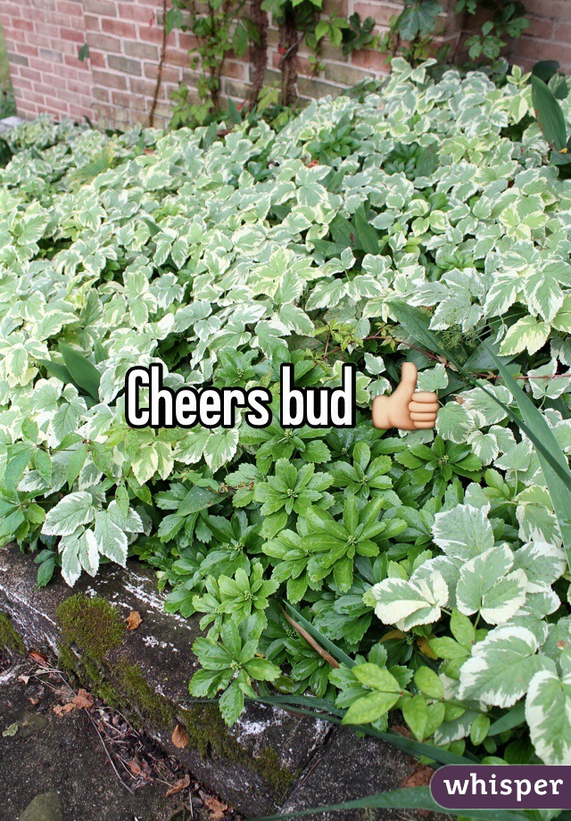 Cheers bud 👍