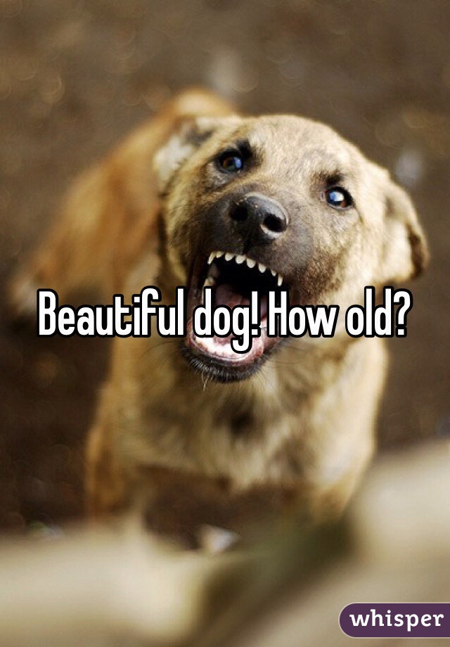 Beautiful dog! How old? 
