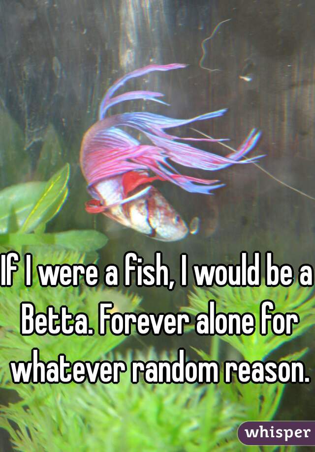 If I were a fish, I would be a Betta. Forever alone for whatever random reason.