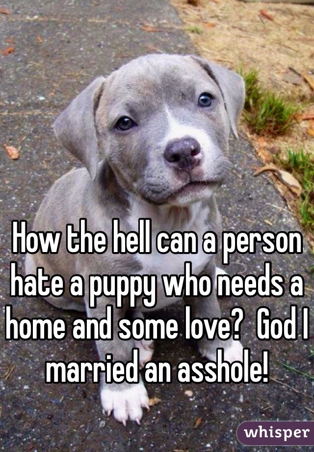 How the hell can a person hate a puppy who needs a home and some love?  God I married an asshole!