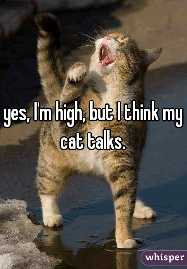 yes, I'm high, but I think my cat talks. 