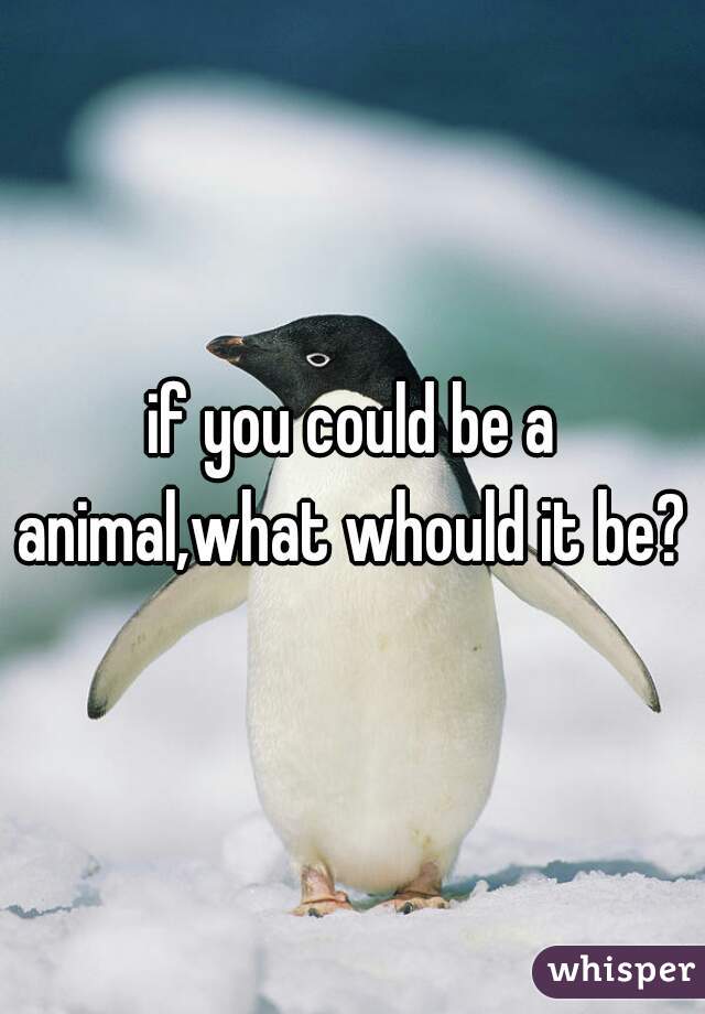 if you could be a animal,what whould it be? 