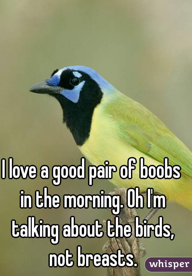 I love a good pair of boobs in the morning. Oh I'm talking about the birds, not breasts.