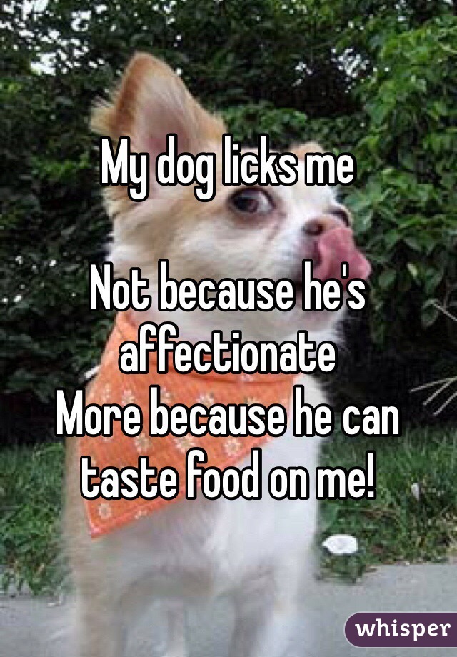My dog licks me 

Not because he's affectionate 
More because he can taste food on me!