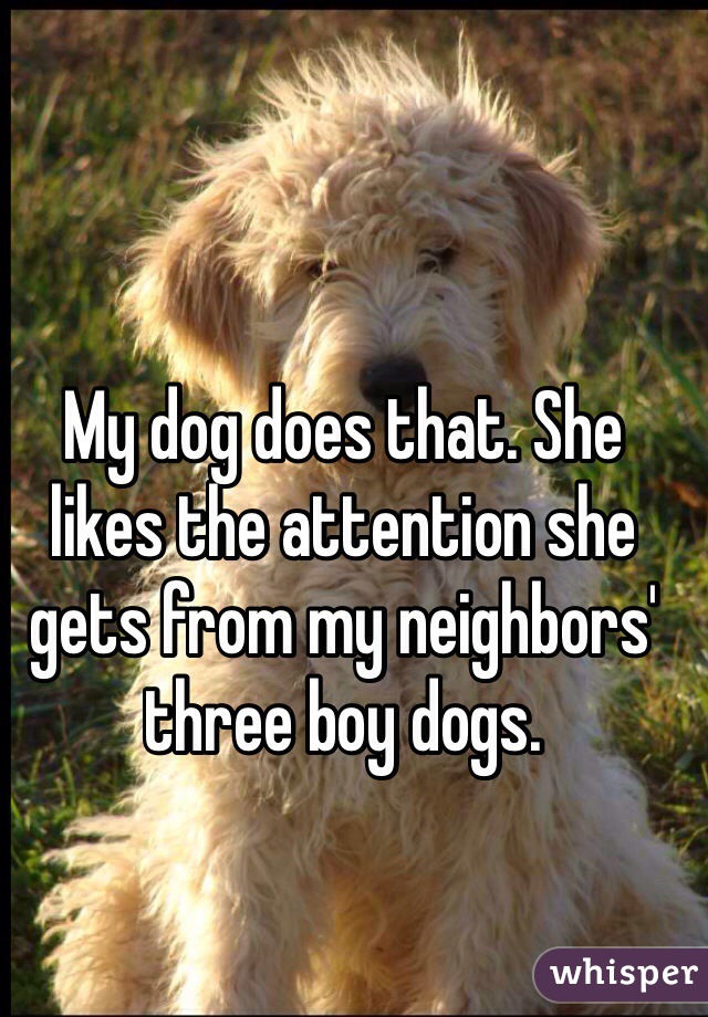 My dog does that. She likes the attention she gets from my neighbors' three boy dogs.