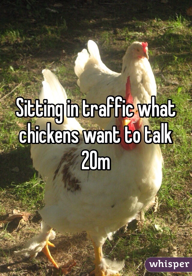 Sitting in traffic what chickens want to talk 20m