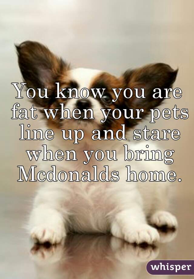 You know you are fat when your pets line up and stare when you bring Mcdonalds home.