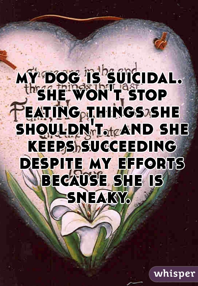 my dog is suicidal. she won't stop eating things she shouldn't.  and she keeps succeeding despite my efforts because she is sneaky. 