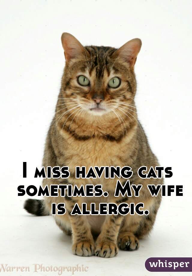 I miss having cats sometimes. My wife is allergic.