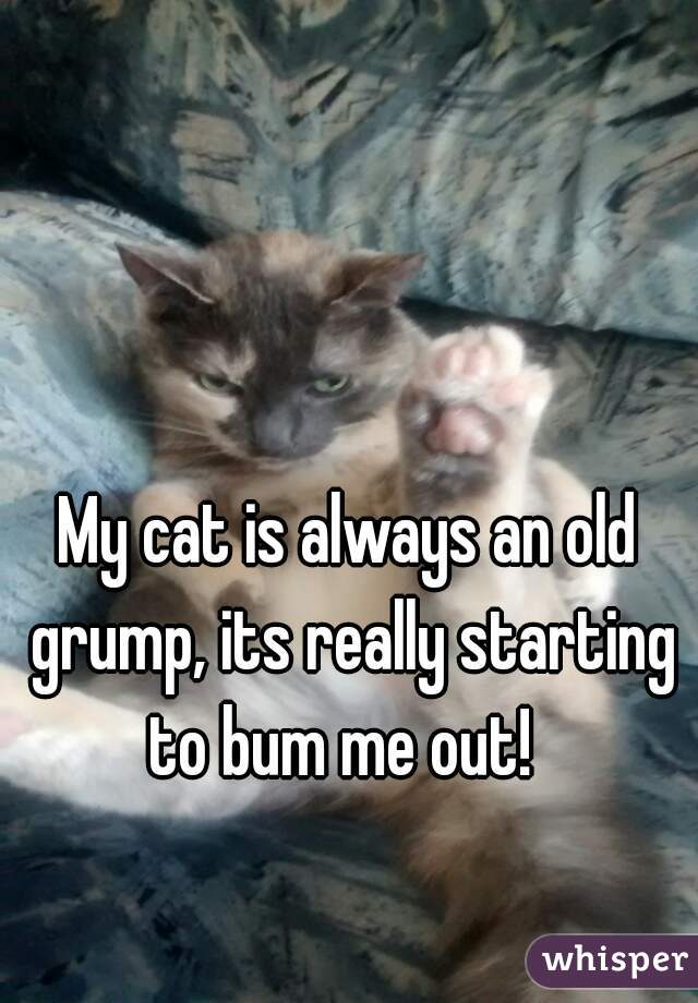 My cat is always an old grump, its really starting to bum me out!  