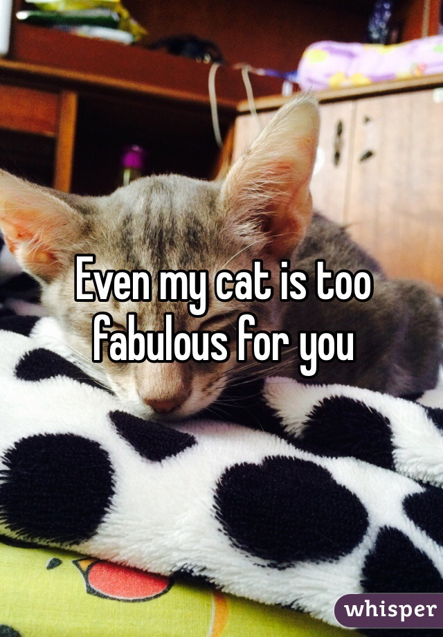 Even my cat is too fabulous for you 