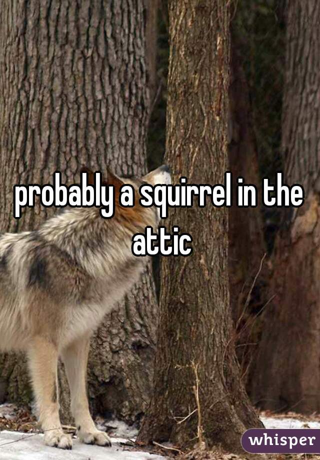 probably a squirrel in the attic