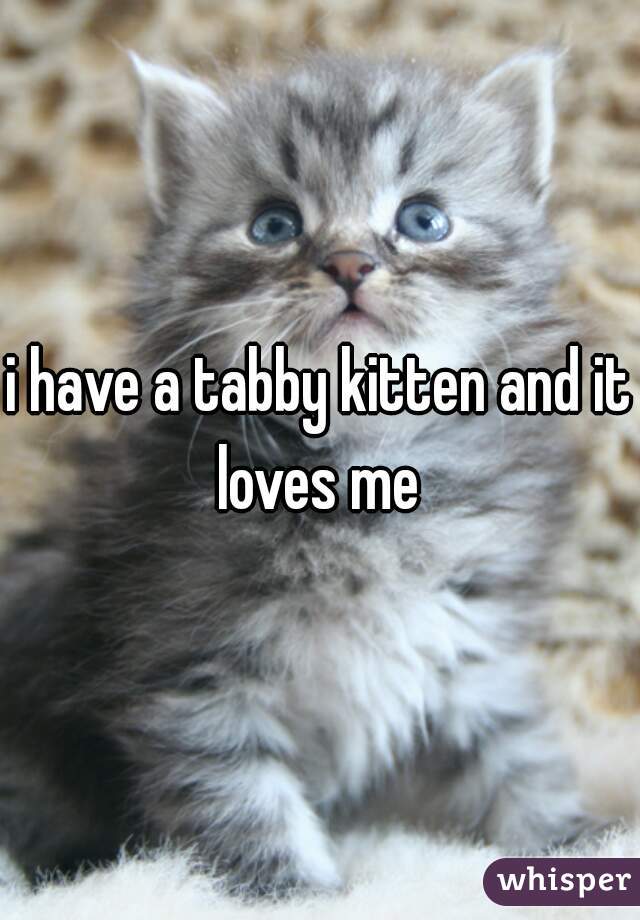 i have a tabby kitten and it loves me 