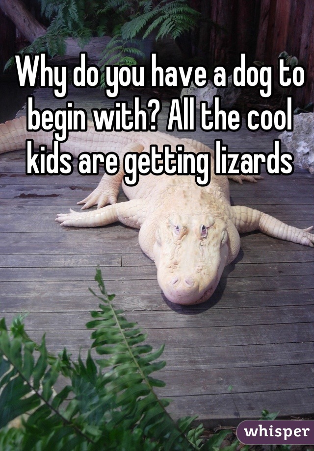 Why do you have a dog to begin with? All the cool kids are getting lizards